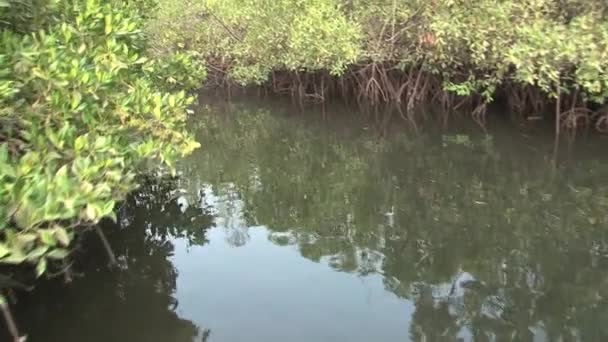 Naviguer à travers la mangrove du Sénégal