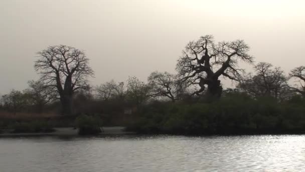 Baobab Sziluett Szenegálban — Stock videók