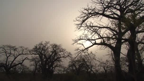 Baobab Sziluett Szenegálban — Stock videók