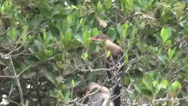 Birds Tree Senegal — Stock Video