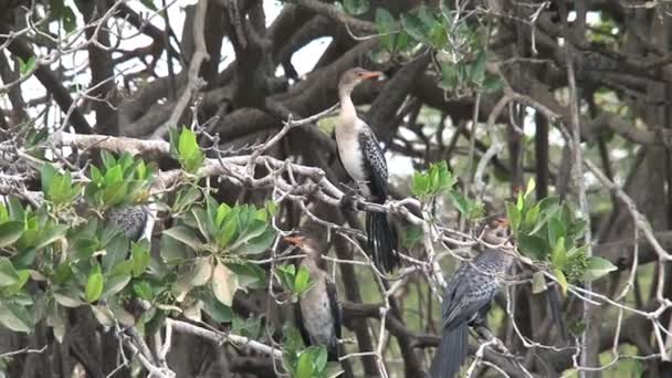 Oiseaux Dans Arbre Sénégal — Video