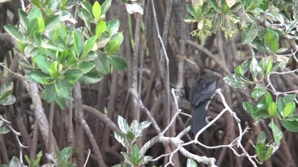 Aalscholver Een Boom Senegal — Stockvideo