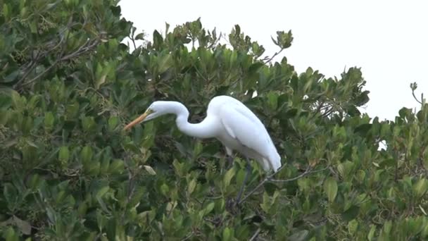 Aves Árbol Senegal — Vídeos de Stock