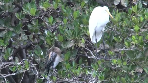 セネガルの木の鳥 — ストック動画