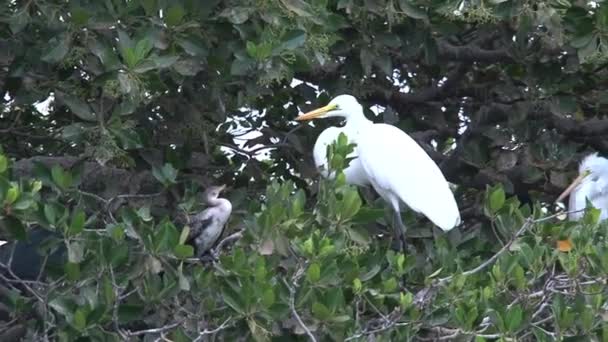 Ptaki Drzewie Senegalu — Wideo stockowe