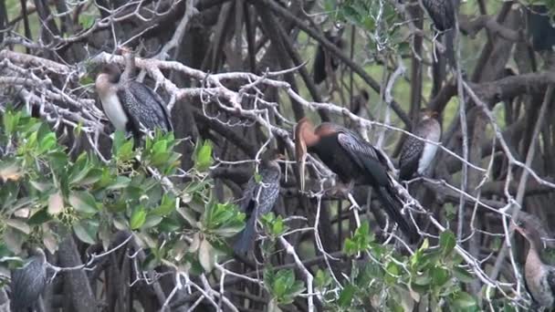 Vogels Een Boom Senegal — Stockvideo