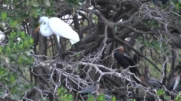 Birds Tree Senegal — Stock Video