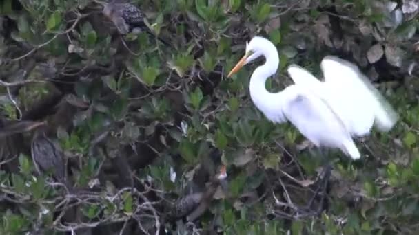 Birds Fighting Place Tree Senegal — Stock Video