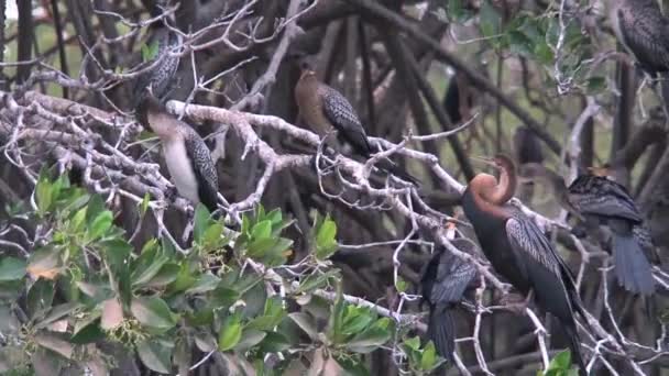 Pájaros Luchando Por Lugar Árbol Senegal — Vídeo de stock