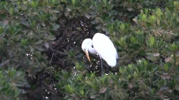 Birds Fighting Place Tree Senegal — Stock Video