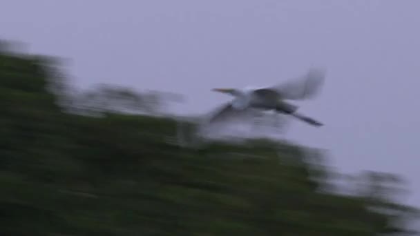 Fåglar Slåss Plats Ett Träd Senegal — Stockvideo