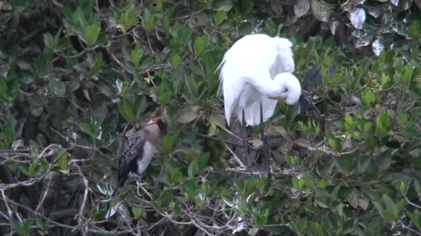 세네갈의 나무에서 새들이 자리를 잡으려고 싸우는 — 비디오