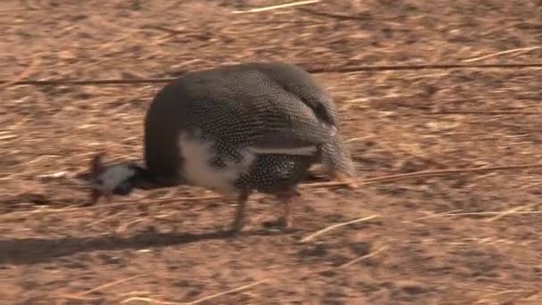 Grouse Procura Comida — Vídeo de Stock