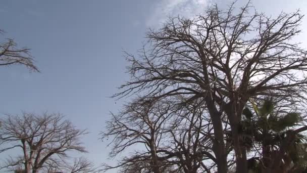 Pan Baobab Trees Gambia — Stock Video