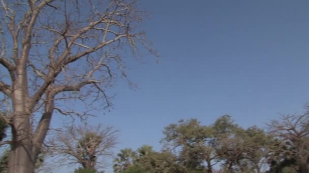 Baobab Tree Gambia — Stock Video