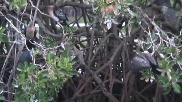 Птицы Сражаются Место Дереве Сенегале — стоковое видео