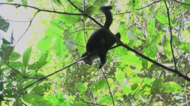 Capuchin Maymunu yavaş çekimde ağaçta dinleniyor.