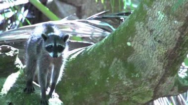 Ağaçta korkmuş bir rakun