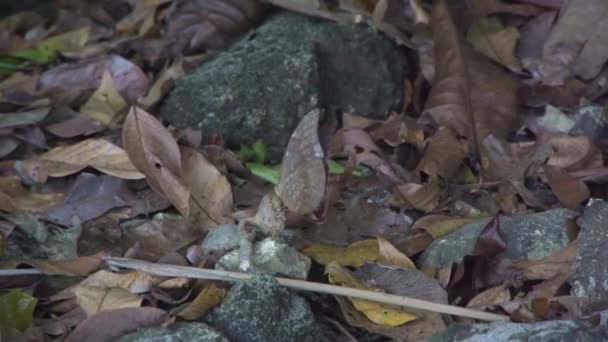 Blauer Schmetterling Auf Einer Blume Zeitlupe — Stockvideo