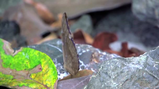 Blå Fjäril Öppnar Sina Vingar Slow Motion — Stockvideo