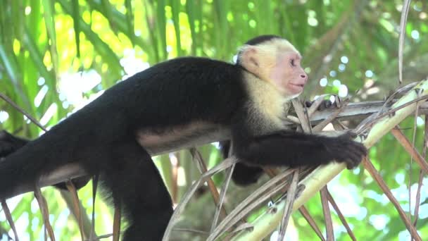 원숭이의 동작으로 트리에서 긴장을 — 비디오