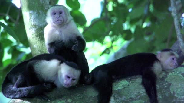 Itchy Monyet Capuchin Dalam Gerakan Lambat — Stok Video