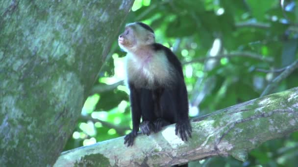 Monyet Capuchin Pohon Yang Bergerak Lambat — Stok Video