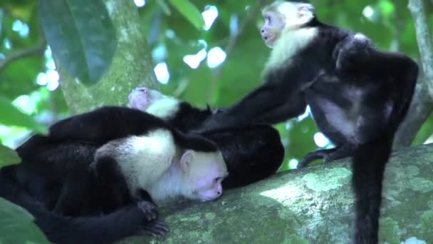 Skupina Opice Kapucín Hledá Blechy Stromě — Stock video