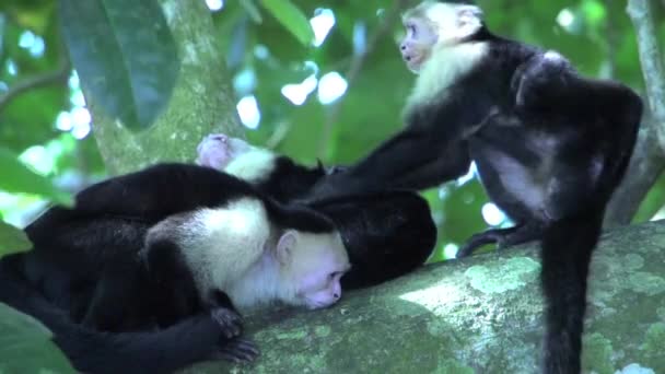 Recherche de puces dans un arbre par des singes capucins de groupe