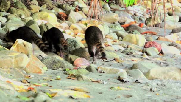 Ratons Laveurs Marchant Loin Plage Aux Rochers Ralenti — Video