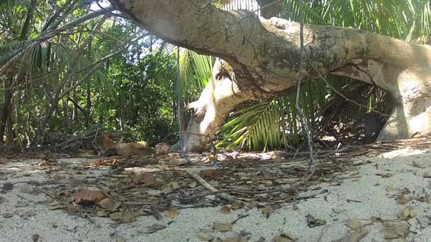Еноты Ищут Еду Пляже Национальном Парке Мануэль Антонио Коста Рика — стоковое видео