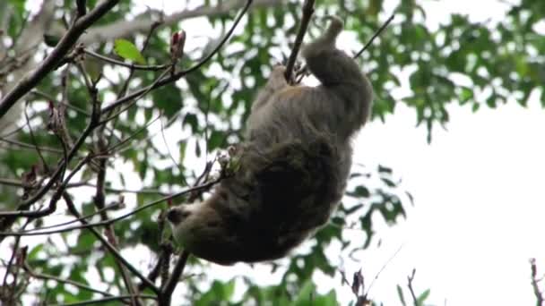 Preguiça Uma Árvore Costa Rica — Vídeo de Stock