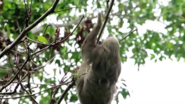 Faultier Einem Baum Costa Rica — Stockvideo