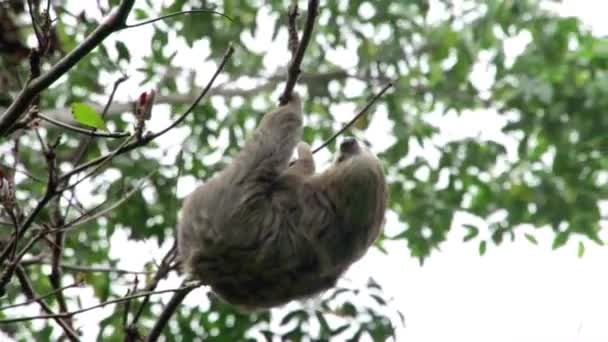 Faultier Einem Baum Costa Rica — Stockvideo