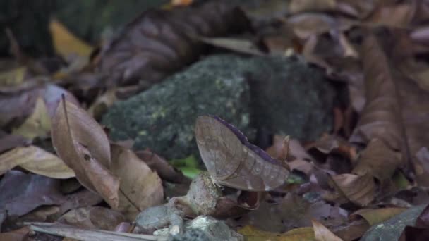 Blauer Schmetterling Öffnet Seine Flügel Zeitlupe — Stockvideo