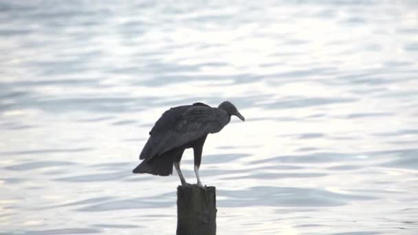 Vulture Bird Costa Rica — Stock Video