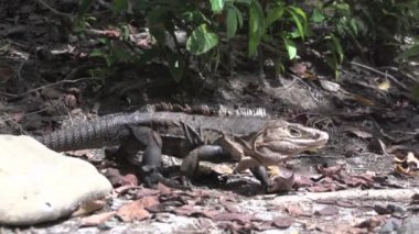 Kertenkele kumsalda ağır çekimde yürüyor
