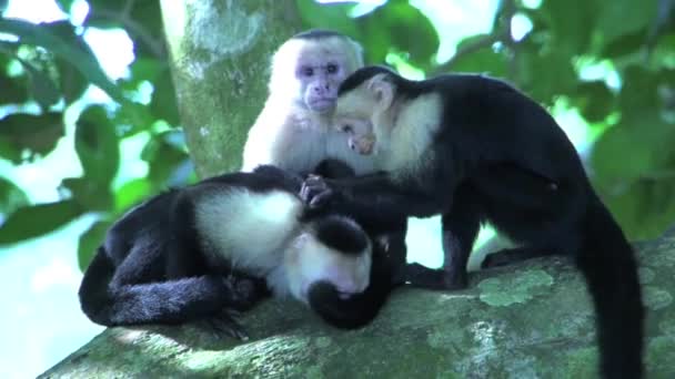 Recherche de puces dans un arbre par des singes capucins de groupe