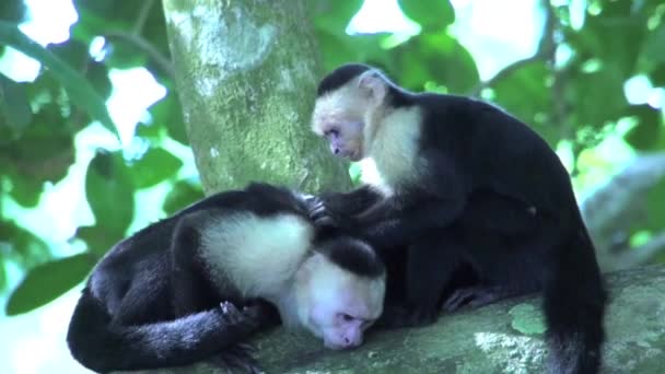 Singe capucin mangeant des puces dans un arbre