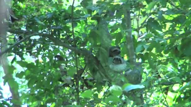 Anne Tembelin Teki Ağaçta Bebeğim — Stok video