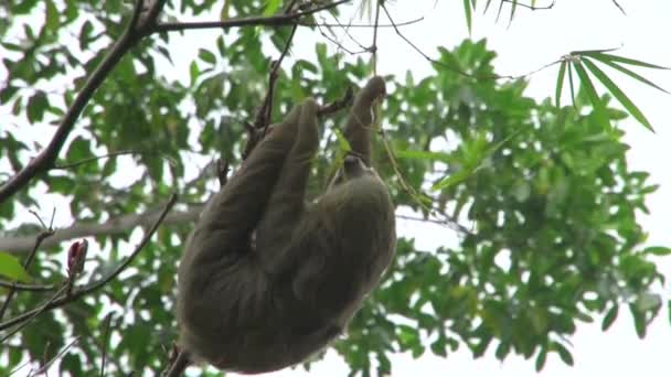 Pereza Moviéndose Lentamente Árbol — Vídeo de stock