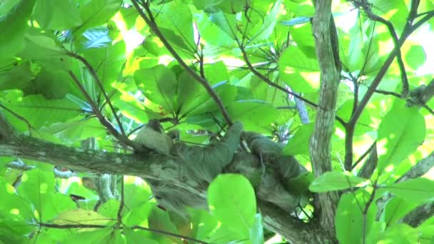 Насекомое Заставляет Ленивца Чесаться Дереве — стоковое видео
