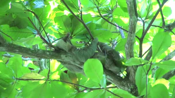 Ленивец Зудящим Носом — стоковое видео