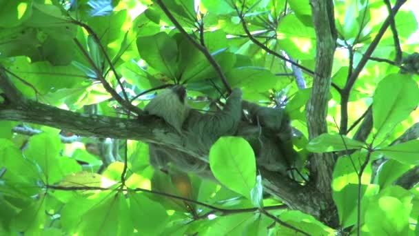 Sloth Réveille Déplace Vers Côté — Video