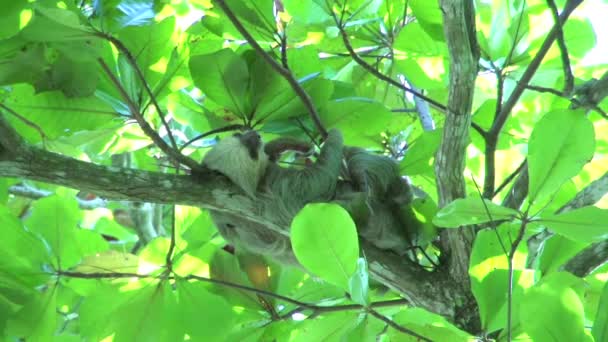 Sloth Felébred Mozgatja Kezét — Stock videók