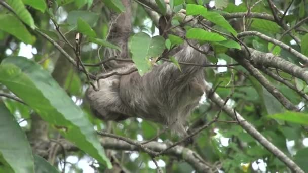 Preguiça Pequena Bonito Mãe Preguiça Climing Uma Árvore — Vídeo de Stock