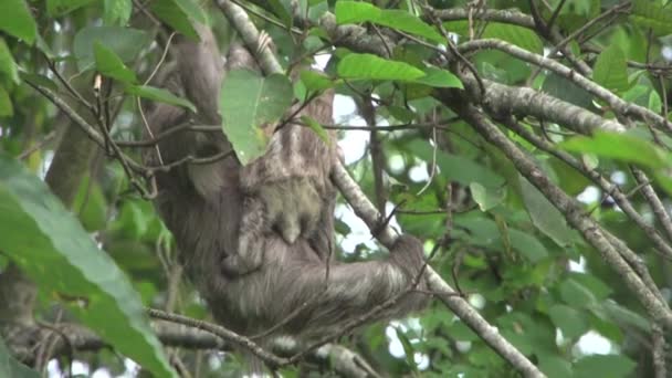 Mère Bébé Paresseux Descendent Lentement Dans Arbre — Video