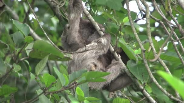 Baby Faultier Schaut Auf Blätter Zum Essen — Stockvideo