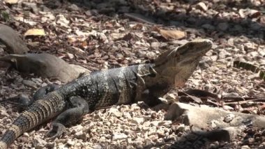 Kosta Rika 'daki ormanda kertenkele