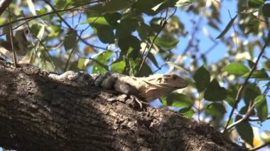 Ağaçtaki Kertenkele